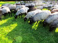 die Herde auf dem Heimweg