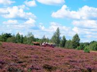 durch die Lüneburger Heide