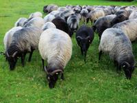 Heidschnucken auf dem Weg zum Stall