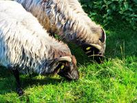 Heidschnucken auf der Weide