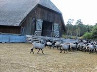 Herdeneintrieb in den Stall