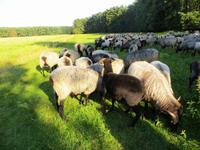 Ländliche Idylle mit Heidschnucken