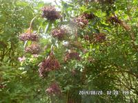 Nord-Ostsee Radtour 2014 233