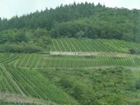 Schifffahrt auf dem Rhein