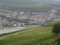 Blick auf den Rhein