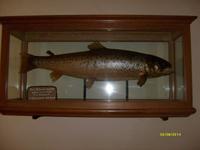 der  Fisch vom Königsee