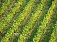 DSCN4914 - Weinberg am Niederwalddenkmal