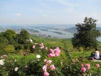 DSCN4916 - Blick auf den Rhein und Rüdesheim