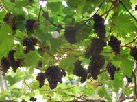 DSCN4924 - Rüdesheimer Weingebinde