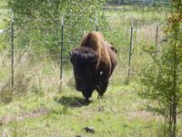 Wisent unterhalb der Bistumshöhe