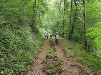 Aufstieg durch den Wald (bei Moselkern)