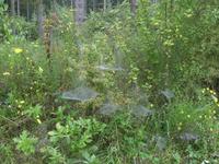 Es webten die Spinnen...