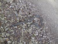 Da bisse platt... - Ringelnatter