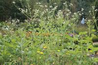 034 im Museumsdorf Hösseringen