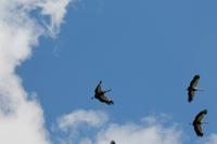 142 Vogelpark Walsrode