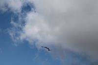 152 Vogelpark Walsrode