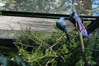 186 Blumen im  Vogelpark Walsrode