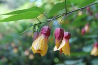 190 Blumen im  Vogelpark Walsrode