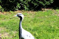 194 Vogelpark Walsrode