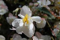 202 Blumen im  Vogelpark Walsrode