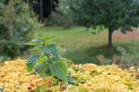 223 Stillleben in Iserhatsche