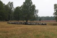 Heidschnucken in der Lüneburger Heide