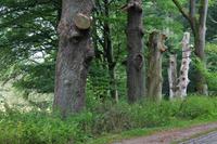 alte Baumstämme in Wilsede