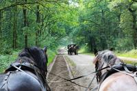 Kutschfahrt durch die Lüneburger Heide