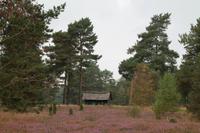 Traditioneller Bienenstock in derLüneburger Heide