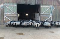 Schafeintrieb am Abend