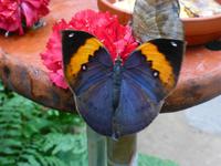 Schmetterlingshaus Jonsdorf