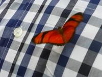 Schmetterlingshaus Jonsdorf