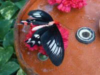 Schmetterlingshaus Jonsdorf