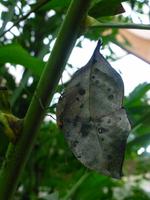 Schmetterlingshaus Jonsdorf