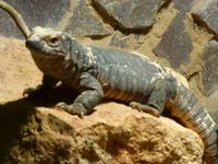 Schmetterlingshaus Jonsdorf