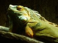 Schmetterlingshaus Jonsdorf