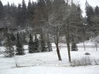 weiße Weihnacht im Schwarzwald