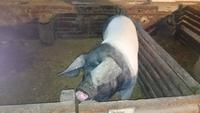 Ein Sattelschwein in Markersdorf