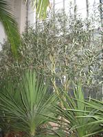 Palmenhaus Bad Pyrmont