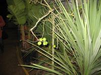 Feigen im Palmenhaus