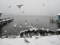 Spaziergang am Ammersee