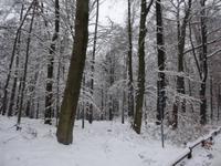 verschneiter Wald