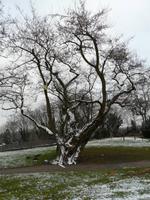 Baum im Schlosshof Strehla