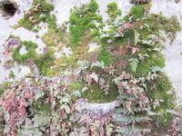 Moose, Farne und Flechten am Felsen