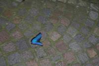 Vielleicht ein Zitronenfalter? Nein, falsche Farbe!