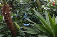 Szene im Schmetterlingshaus Mainau