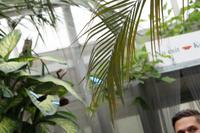 Paarungsbereite Schmetterlinge jagen in Dreier- und Vierergruppen hintereinander her. 