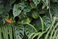 Noch'n Schmetterling