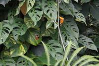 Szene im Schmetterlingshaus Mainau