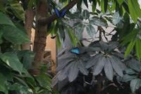 Szene im Schmetterlingshaus Mainau